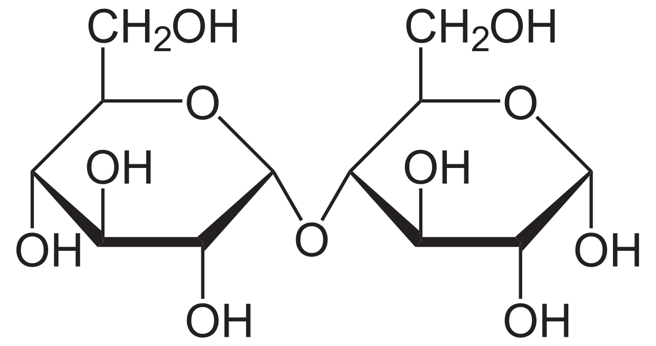Maltose