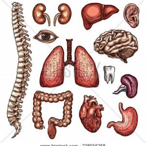 Model (Brain, Ear,Eye,Kidney,Teeth,Heart)