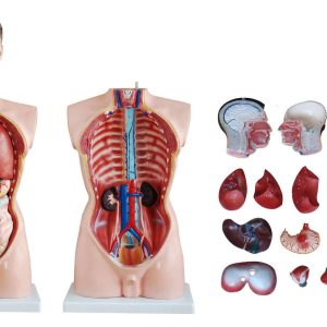 Human Body Part Models