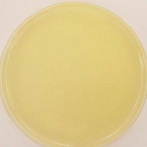 Nutrient Agar