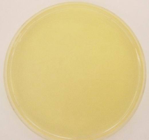 Nutrient Agar