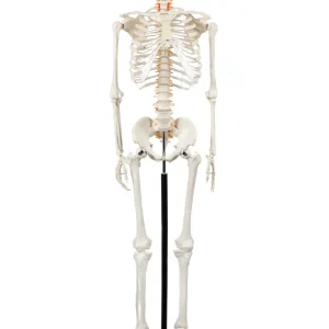 Human Skeleton